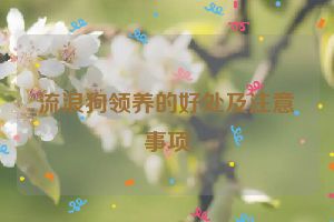 流浪狗领养的好处及注意事项