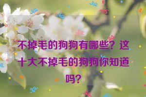 不掉毛的狗狗有哪些？这十大不掉毛的狗狗你知道吗？