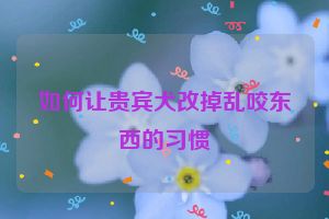 如何让贵宾犬改掉乱咬东西的习惯