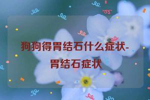 狗狗得胃结石什么症状-胃结石症状