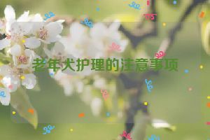 老年犬护理的注意事项