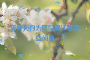 重病狗狗去医院要注意哪些问题