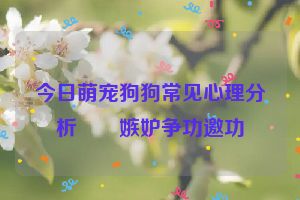 今日萌宠狗狗常见心理分析――嫉妒争功邀功