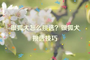 银狐犬怎么挑选？银狐犬挑选技巧