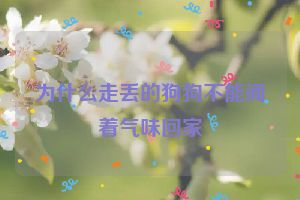 为什么走丢的狗狗不能闻着气味回家