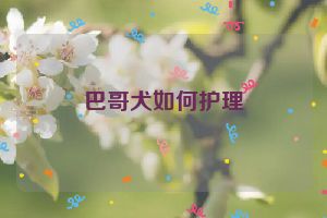 巴哥犬如何护理