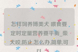 怎样饲养博美犬 喂食要定时定量营养要平衡_柴犬咬,防止,怎么办,简单,可以