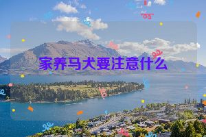 家养马犬要注意什么