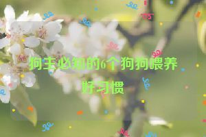 狗主必知的6个狗狗喂养好习惯