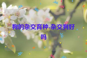 狗的杂交育种-杂交狗好吗