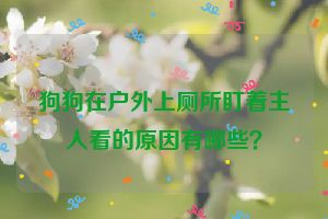 狗狗在户外上厕所盯着主人看的原因有哪些？