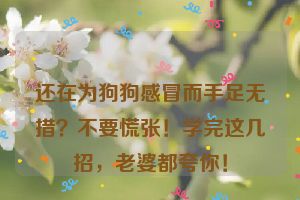 还在为狗狗感冒而手足无措？不要慌张！学完这几招，老婆都夸你！