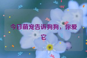 今日萌宠告诉狗狗，你爱它