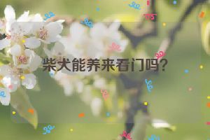 柴犬能养来看门吗？