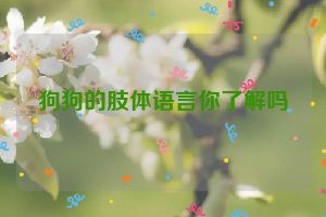 狗狗的肢体语言你了解吗