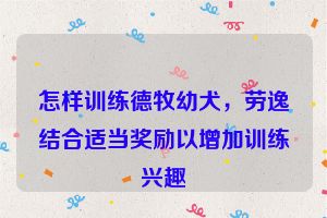 怎样训练德牧幼犬，劳逸结合适当奖励以增加训练兴趣