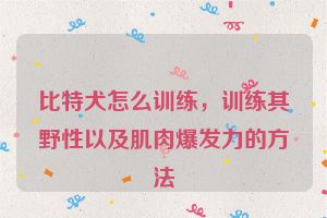 比特犬怎么训练，训练其野性以及肌肉爆发力的方法