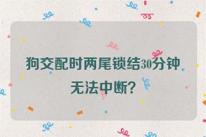 狗交配时两尾锁结30分钟无法中断?