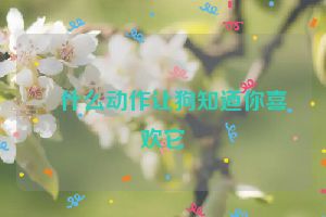 ​什么动作让狗知道你喜欢它