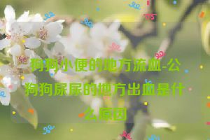 狗狗小便的地方流血-公狗狗尿尿的地方出血是什么原因