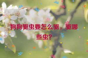 狗狗驱虫要怎么驱，驱哪些虫？