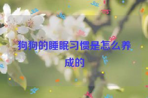 狗狗的睡眠习惯是怎么养成的