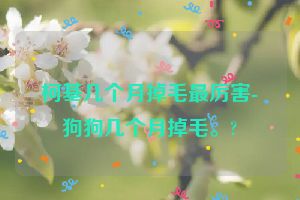 柯基几个月掉毛最厉害-狗狗几个月掉毛。?