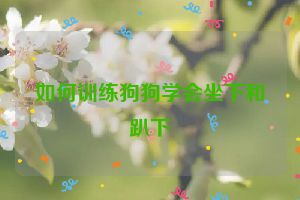 如何训练狗狗学会坐下和趴下