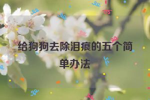 给狗狗去除泪痕的五个简单办法