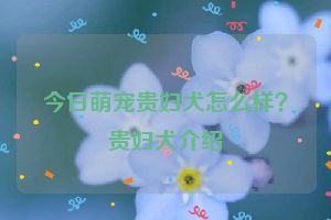 今日萌宠贵妇犬怎么样？贵妇犬介绍