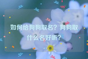 如何给狗狗取名？狗狗取什么名好听？