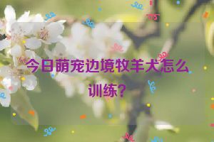 今日萌宠边境牧羊犬怎么训练？