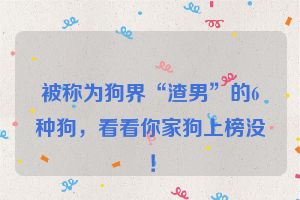 被称为狗界“渣男”的6种狗，看看你家狗上榜没！