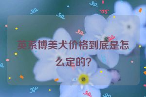 英系博美犬价格到底是怎么定的？