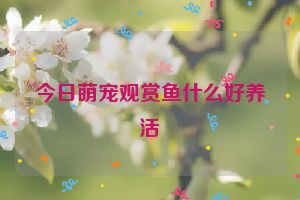 今日萌宠观赏鱼什么好养活