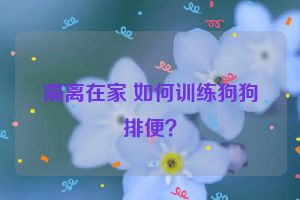 隔离在家 如何训练狗狗排便?