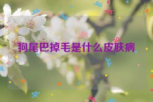 狗尾巴掉毛是什么皮肤病