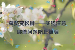 藏獒变松狮——买狗注意哪些问题防止被骗