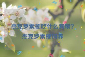 杰克罗素梗吃什么狗粮？杰克罗素梗饲养