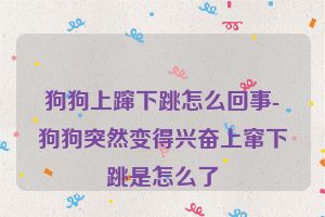 狗狗上蹿下跳怎么回事-狗狗突然变得兴奋上窜下跳是怎么了