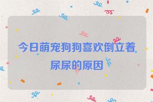今日萌宠狗狗喜欢倒立着尿尿的原因