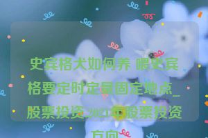 史宾格犬如何养 喂史宾格要定时定量固定地点_股票投资,2021年股票投资方向