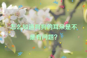 怎么知道狗狗的耳朵是不是有问题？