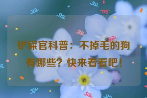 铲屎官科普：不掉毛的狗有哪些？快来看看吧！