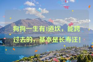 狗狗一生有4道坎,能跨过去的,基本是长寿汪!