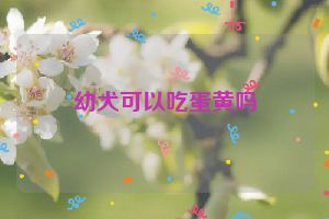 幼犬可以吃蛋黄吗