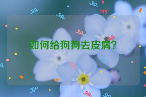 如何给狗狗去皮屑？