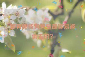 都有哪些狗狗是最容易被偷走的？