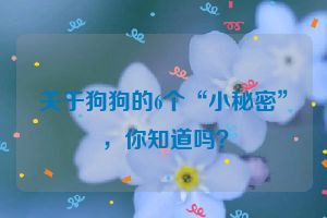 关于狗狗的6个“小秘密”,你知道吗?