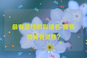 最有灵性的狗排名-哪些狗具有灵性？